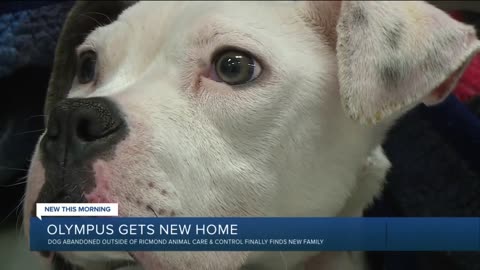 Dog '30 minutes from death' finds forever family