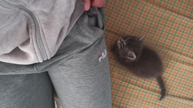 The cat it's very beautiful I loved 😍🐈
