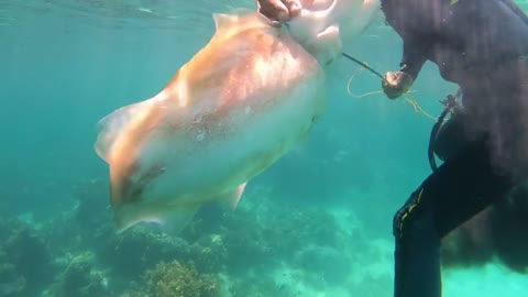 Amazing and Under Water Footage Seen And Relaxing Music