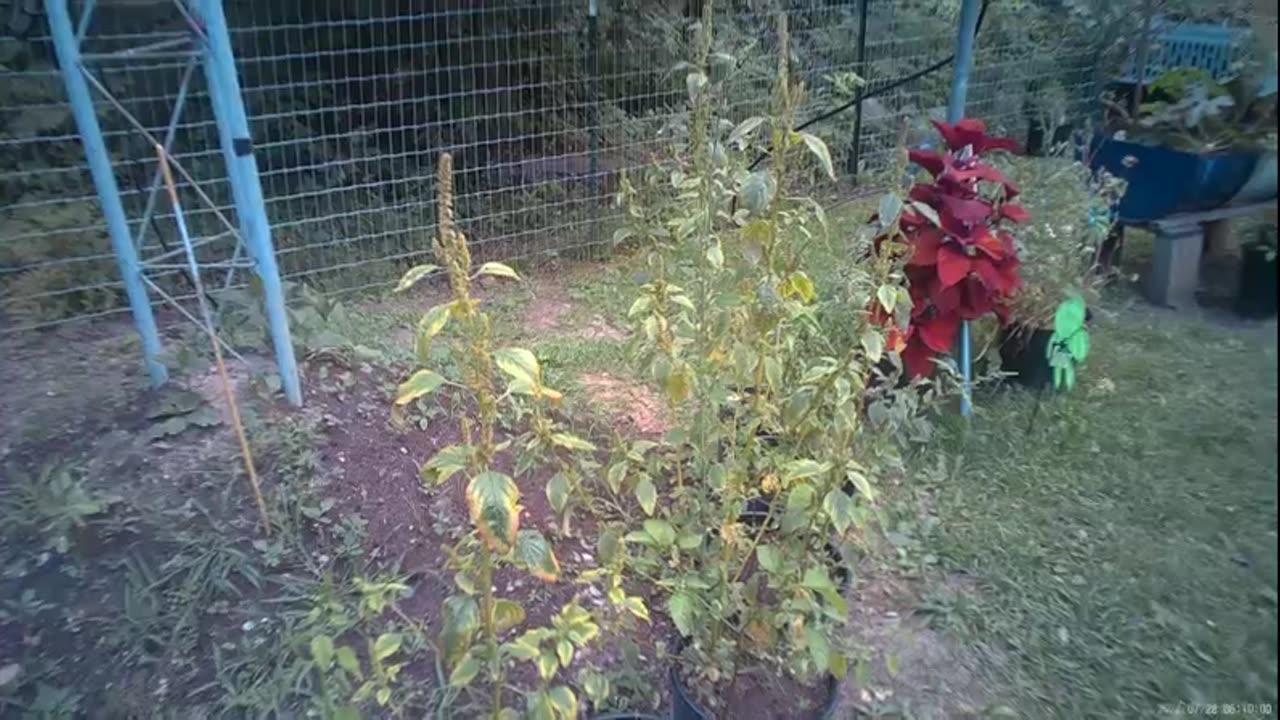 Myrtle's Garden - July 28, 2024