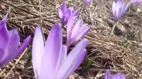 Meditacija za buđenje svijesti i priznavanje vlastitog bića