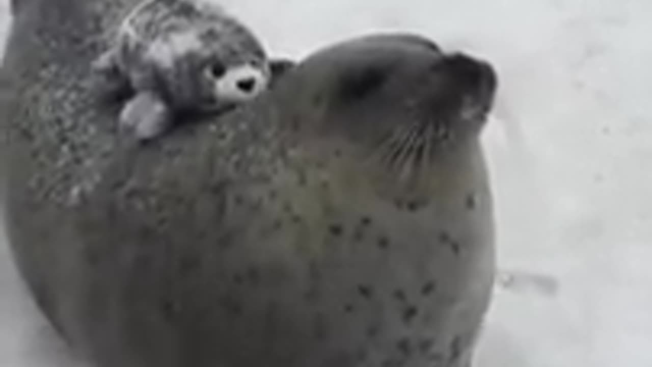 Seal rapidly smacking itself