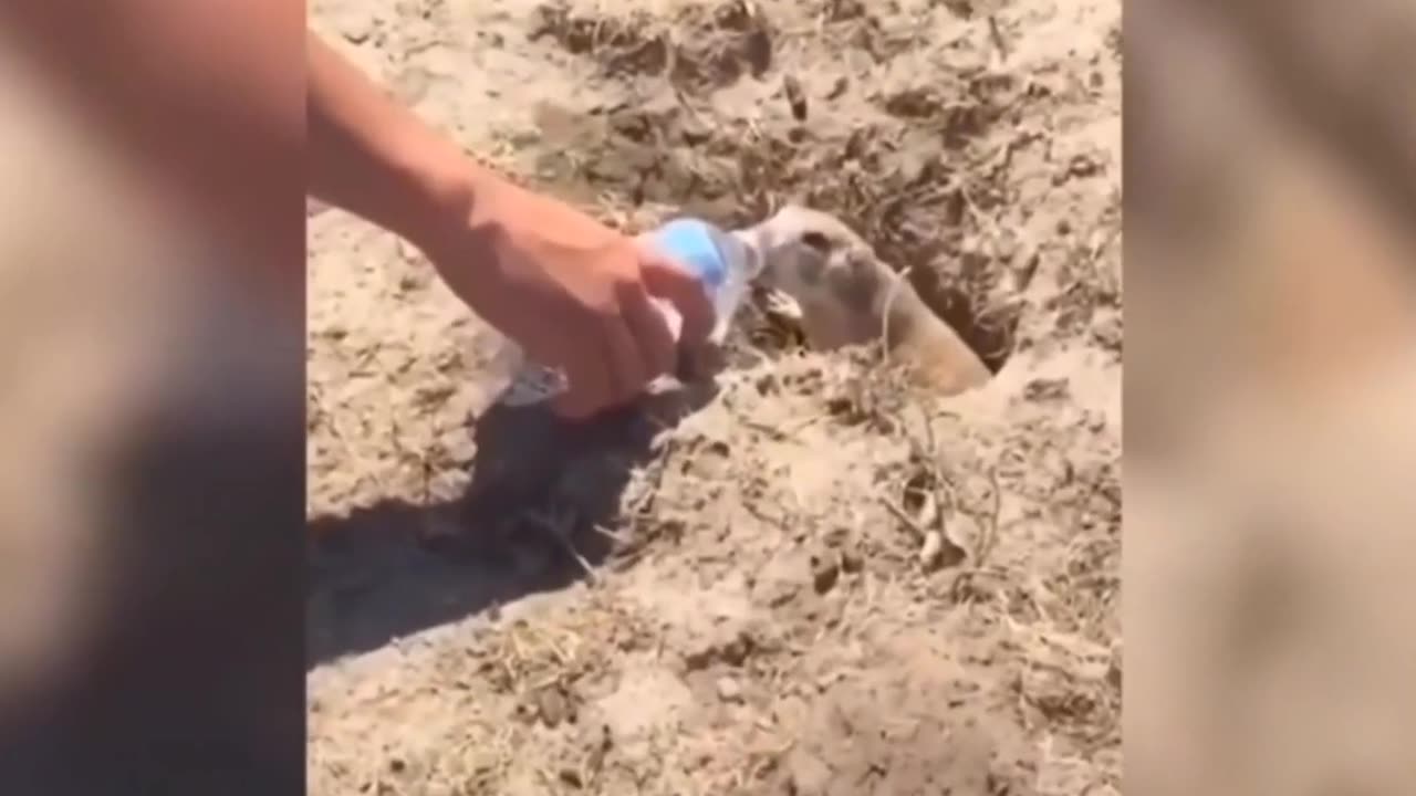 Best Of The Funny Animal Videos