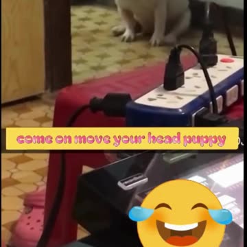 "Unbelievable Dog Talents You Have to See!"