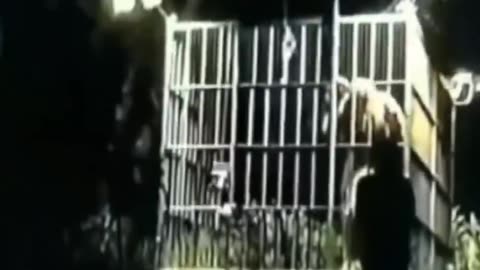 BIGFOOT! CAPTURED? AMAZING VIDEO! ~ 17PLUS 17PLUS.WEEBLY.COM