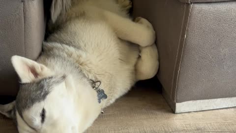 Husky Is a Perfect Fit