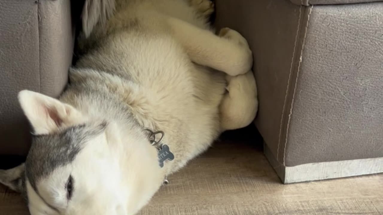 Husky Is a Perfect Fit