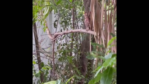 Three, baby, Florida owls perched on a tree as their mother kept a watchful eye nearby.