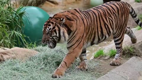 Big tiger boomer ball