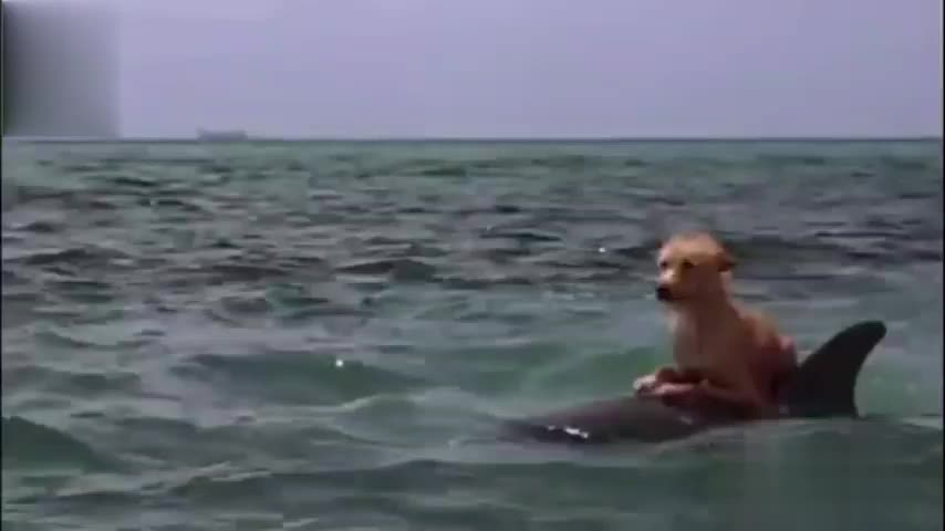 Dolphin save the dog from Shark( Dolphin and Dog special Friendship)