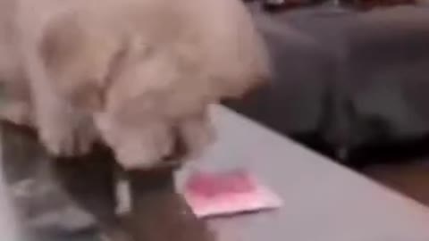 Impressive Dog training!!!