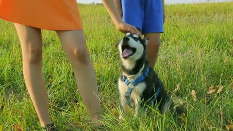 🐕 10 Signs to knw your pet if he/she happy or sad Is Happy