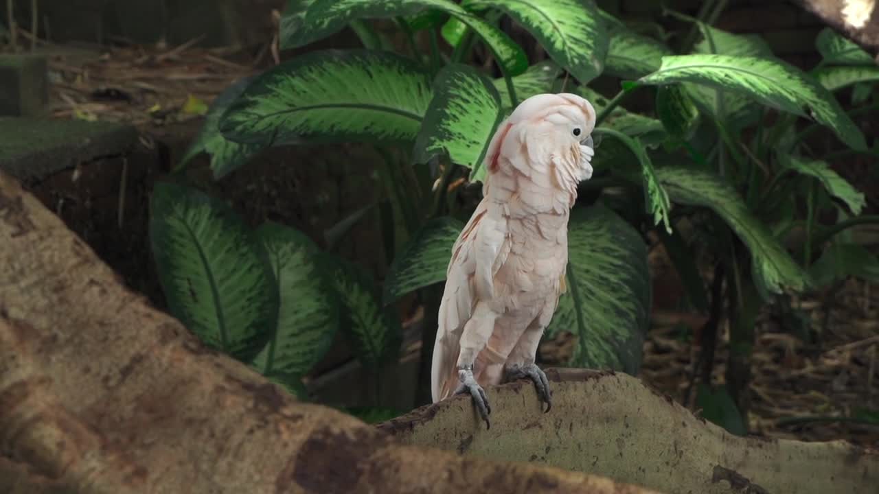 Close up view of a white parrot