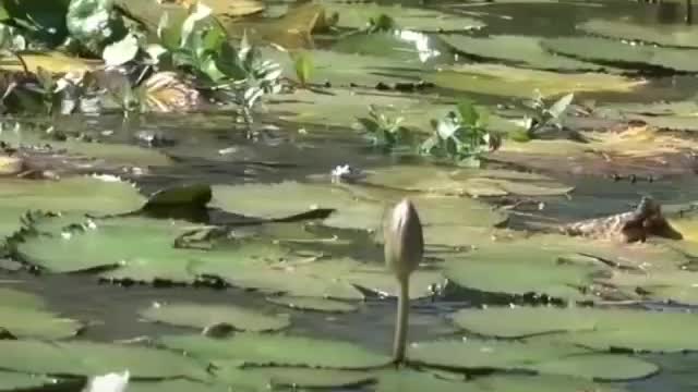 This is a beautiful and charming water-dwelling species