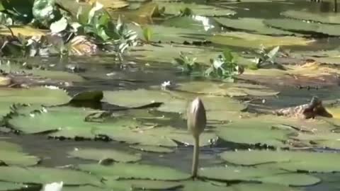 This is a beautiful and charming water-dwelling species