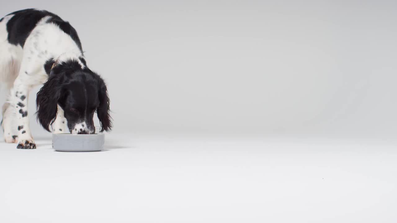 Long Shot of Dog Eating Food with Copy Space