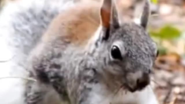 Funny Squirrel Video/ Funny Squirrel Dance/Funny Squirrel Screaming