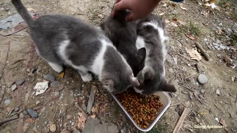 Three loving cats are hungry