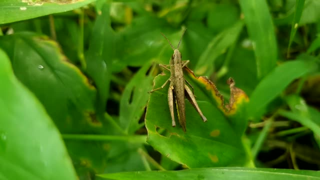 Close up macro shot of a tropical garden grasshopper on a leaf.