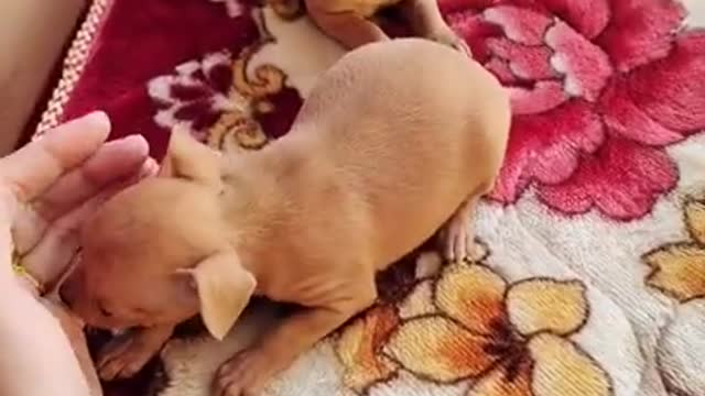 Puppy Videos 2021 Lovely and funny animals Lovely dog videos 2021 82