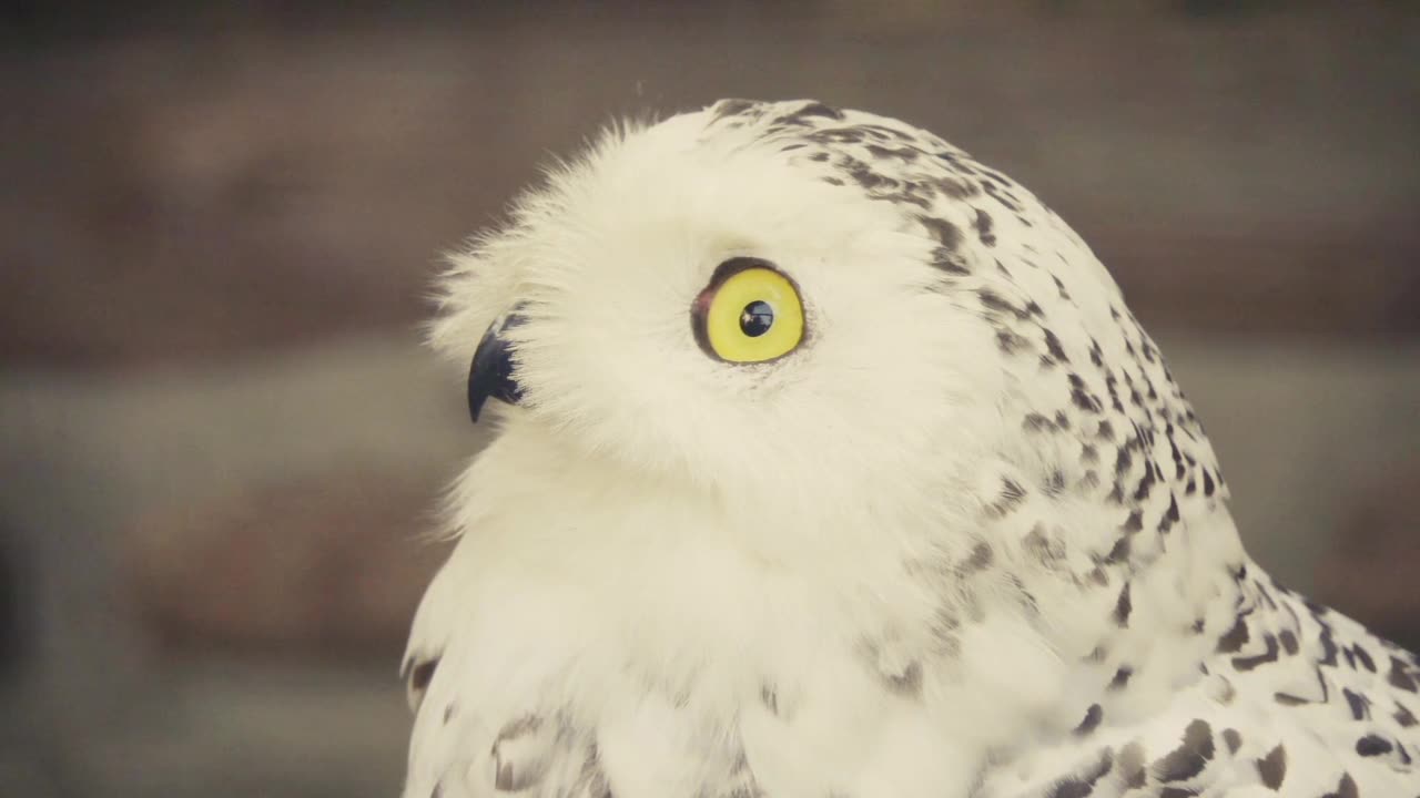 Why Owls Never Close Their Eyes: The Fascinating Adaptation