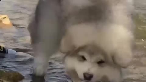 Cute dog playing on watter 🐕👀🥰🤩