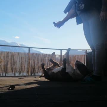 Bullterrier training