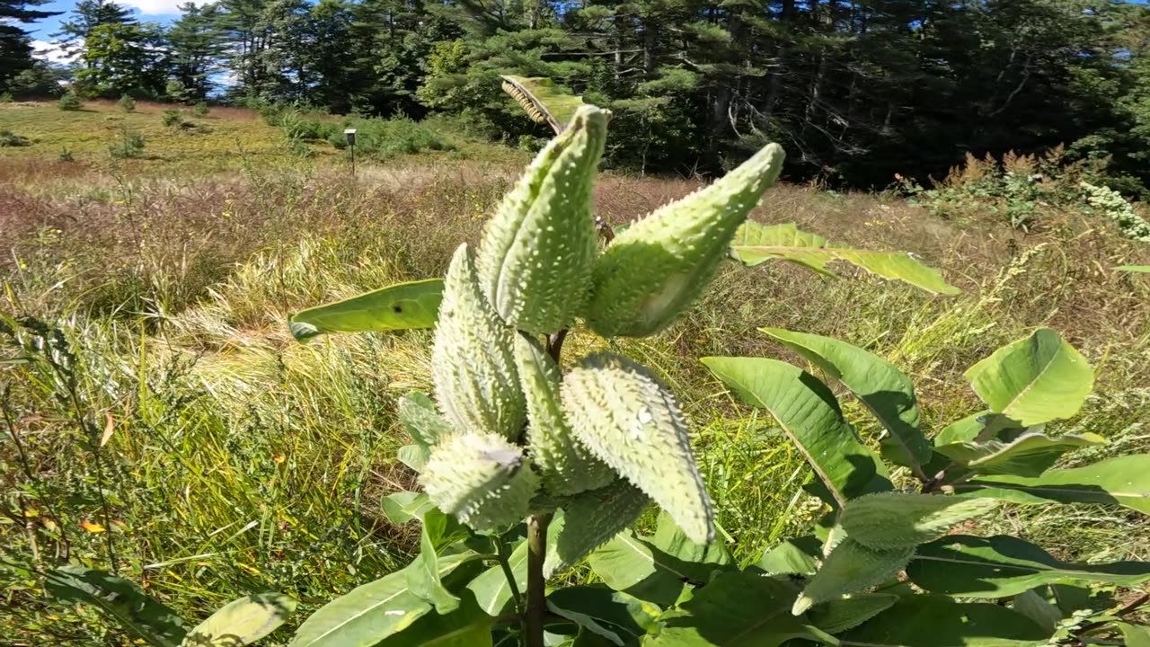 Milkweed