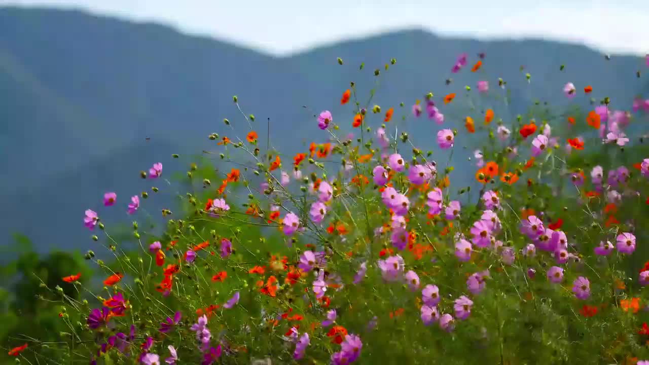 Beautiful Nature Around The World || Beauty of The World || Beautiful Nature status video