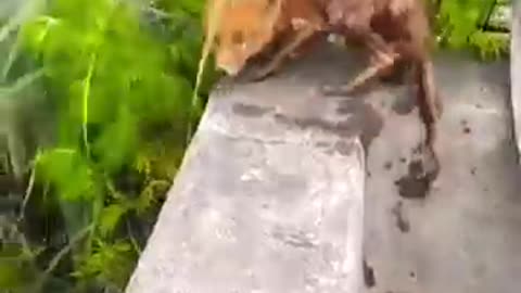 I like helping and love help nature Peoples