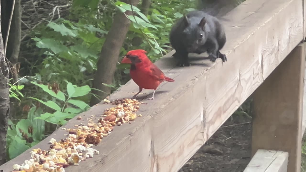 Male Cardinal finally got a turn at the food table