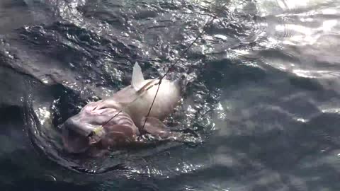 Clever Killer Whales Steal Fish From Fishermen