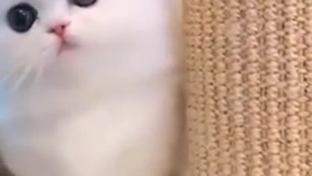 Cute Cat video