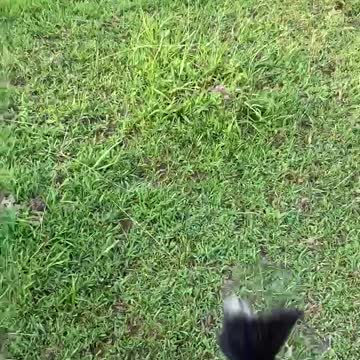 Gator and Sassy Intro To Cattle Three