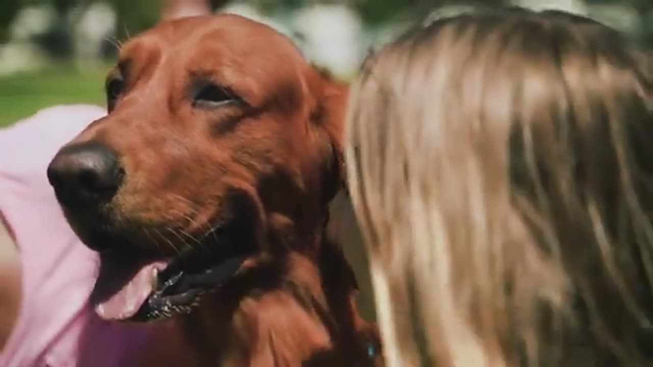 Funny dogs playing training