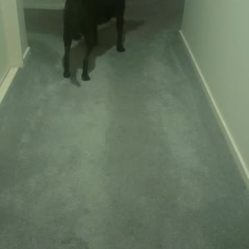 Dog Charlie Roo excited to go for a night walk me hissing like a cat as they jump out a bush at him