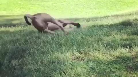 Dog loves to roll on the grass