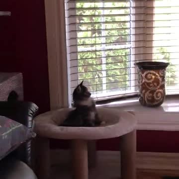 When my cat discovered tv