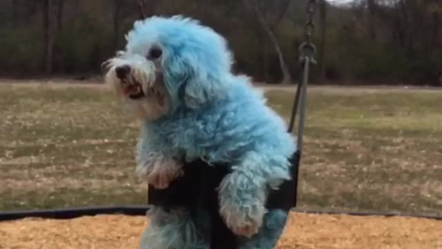 Blue dog sits in a swing