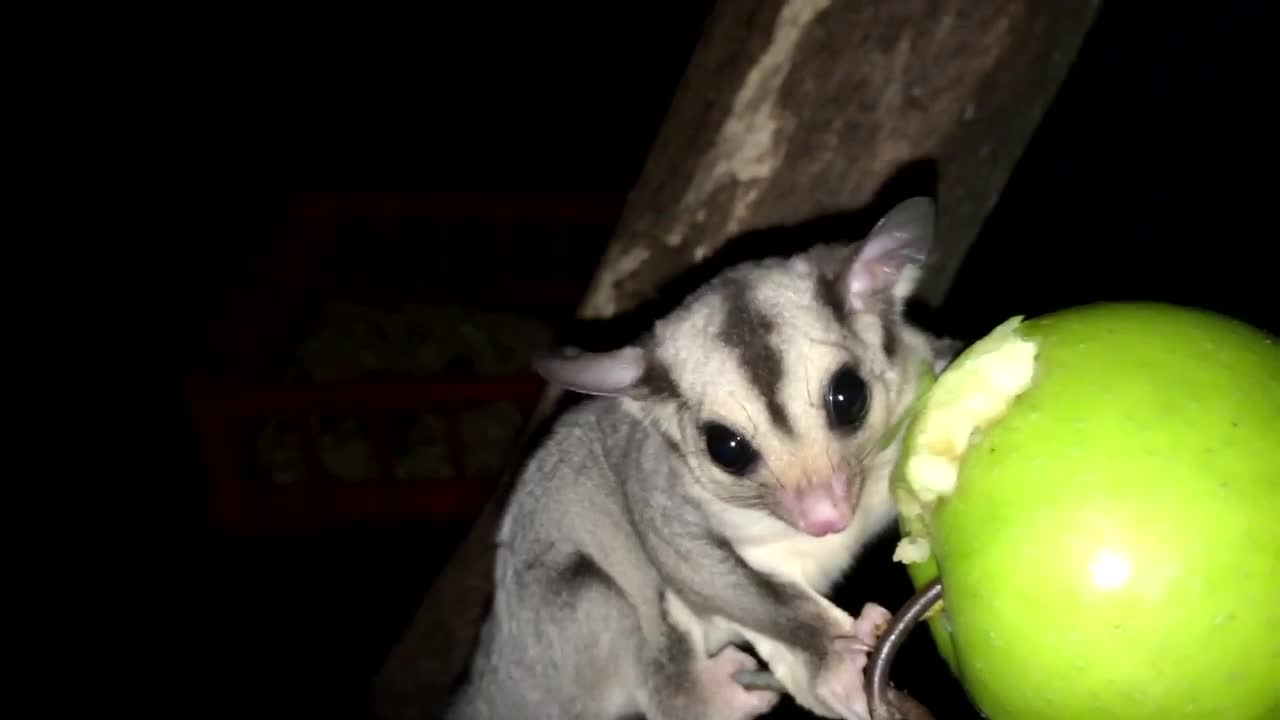 Australian wild sugar glider