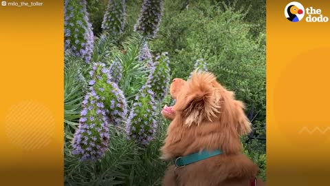 This Dog Is Best Friends With Butterflies | The Dodo