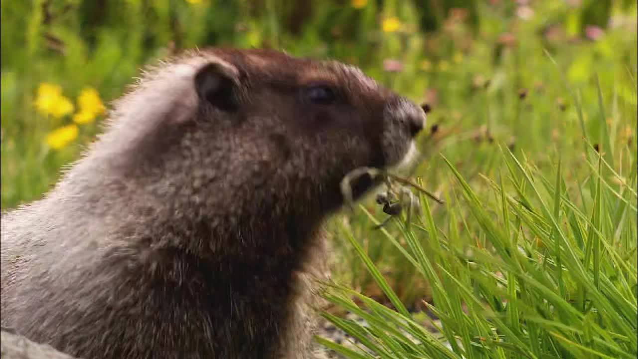 Aaron's Wildlife