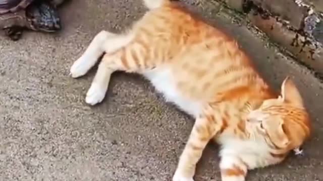 Cute cat video || Compilation #17