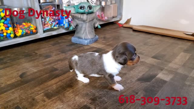 Dog Dynasty Puppy Female Dachshund