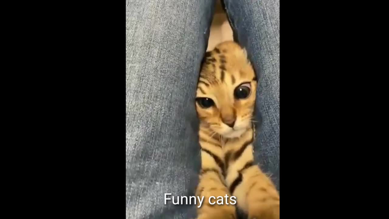Funny cats videoš¤£