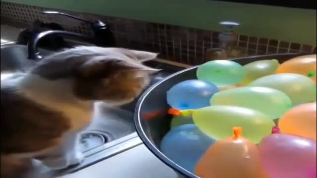 funny cats