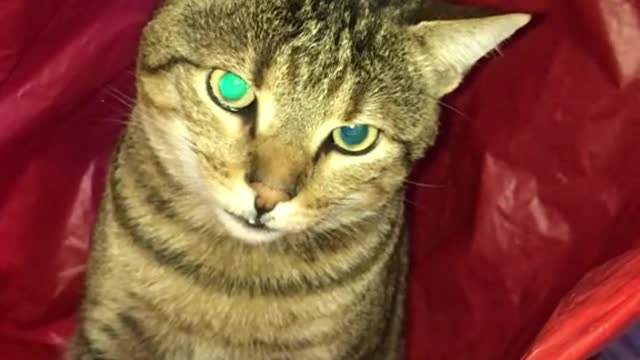 Angry cat |funny cats | cat videos
