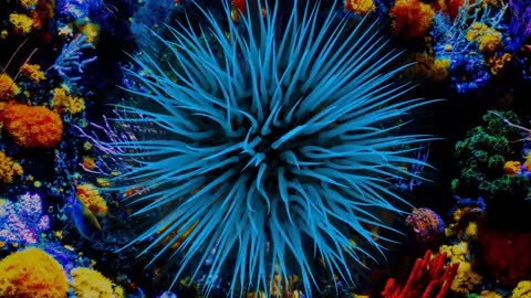 Don't Watch This Video !!! The Most Beautiful Undersea Creature on Earth