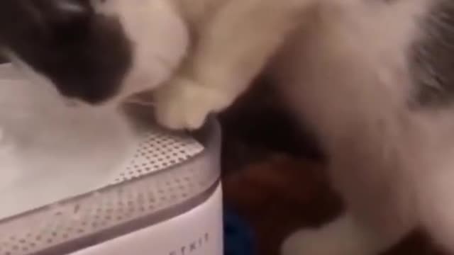 funny bunny cat reaction hahaha