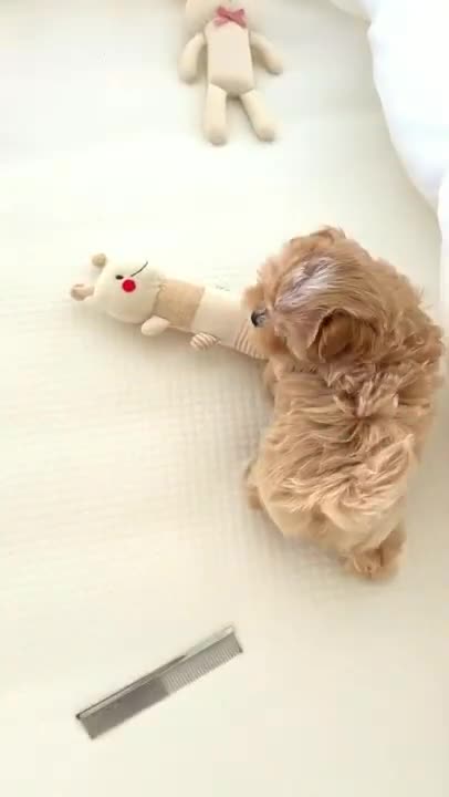 5 Day Old Pomeranian Puppy Playing #shorts #puppy #dog